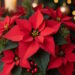 Пуансетія як доглядати за різдвяною зіркою - Moja Polska